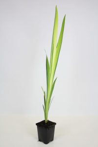 Bonte Kalmoes (Acorus calamus 'Variegatus')