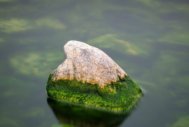 Thread algae-removal